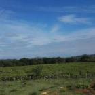 Terreno en Venta Los Santos